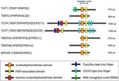 Function and Regulation of Human Terminal Uridylyltransferases